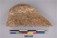 藏品(錦海扇及其他貝類化石)的圖片